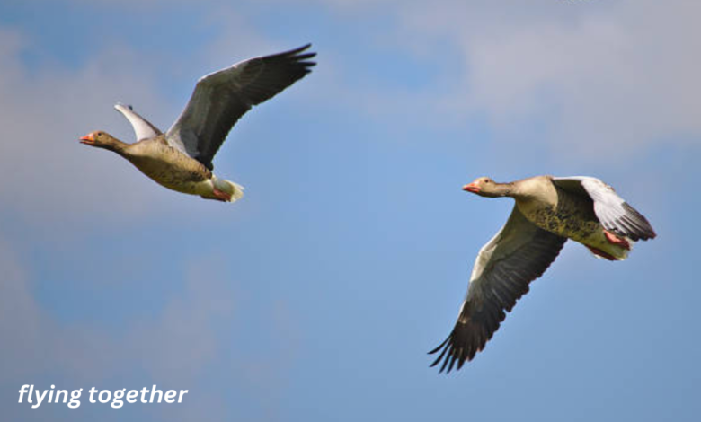 flying together